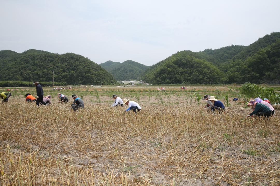 '의성군의회농촌일손돕기' 게시글의 사진(4) 'A41U9297.JPG'