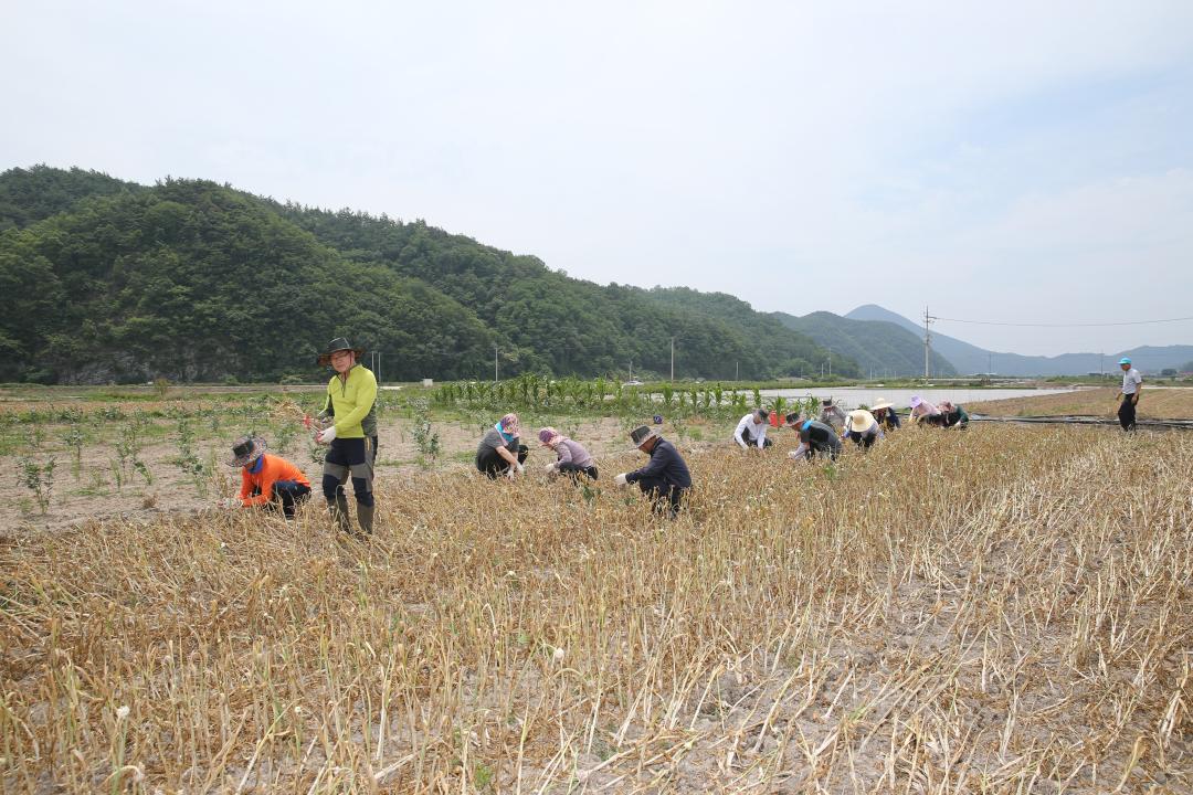 '의성군의회농촌일손돕기' 게시글의 사진(5) 'A41U9299.JPG'
