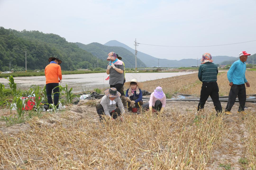'의성군의회농촌일손돕기' 게시글의 사진(3) 'A41U9293.JPG'