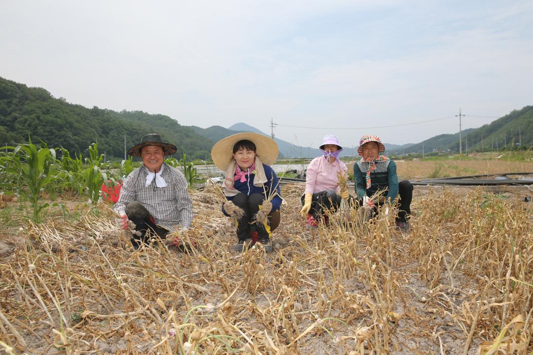 '의성군의회농촌일손돕기' 게시글의 사진(6) 'A41U9311.JPG'
